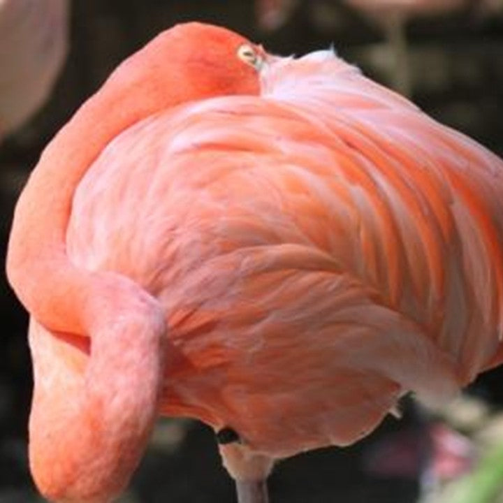 Schreitvögel, Flamingos & Co