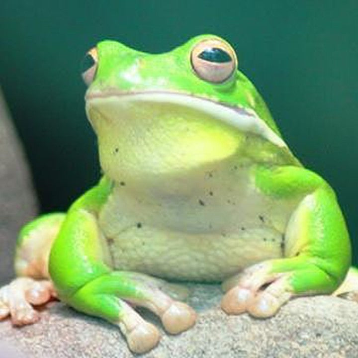 Amphibien