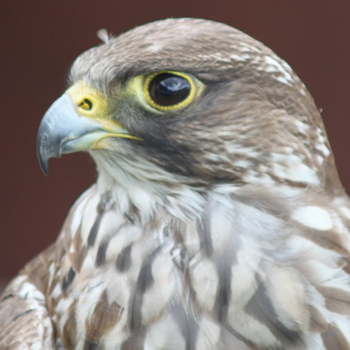 Greifvögel und Eulen