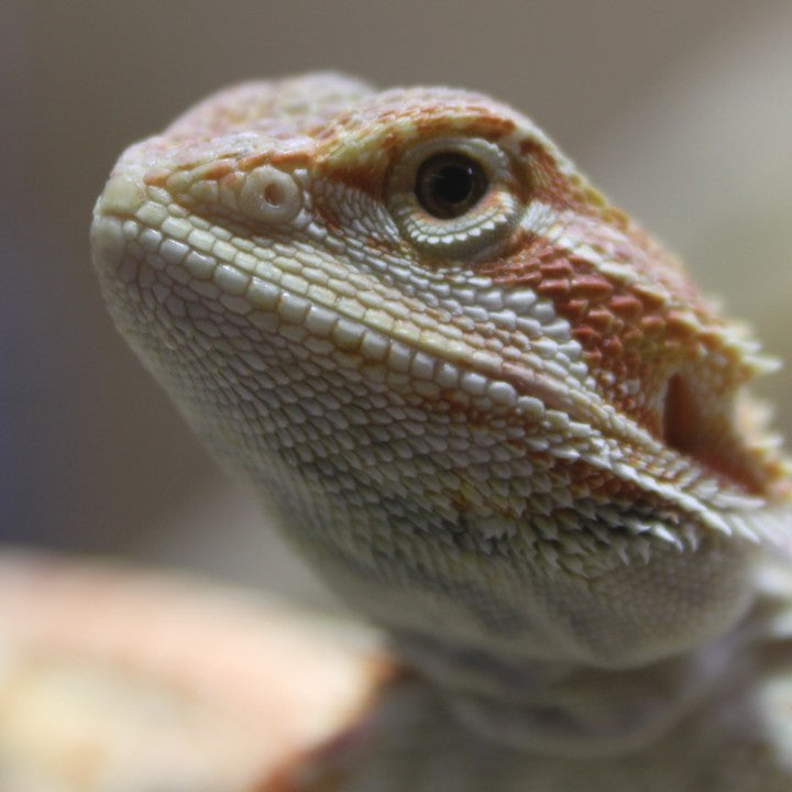 Reptilien