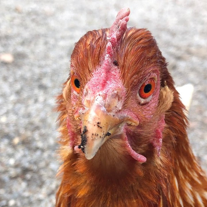 Hühner, Enten, Gänse und Tauben