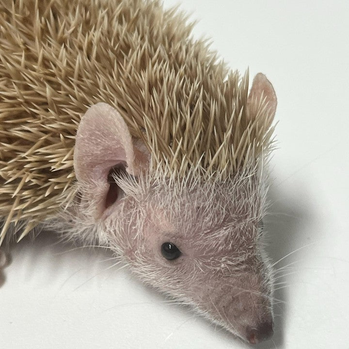 Exotische Kleinsäuger