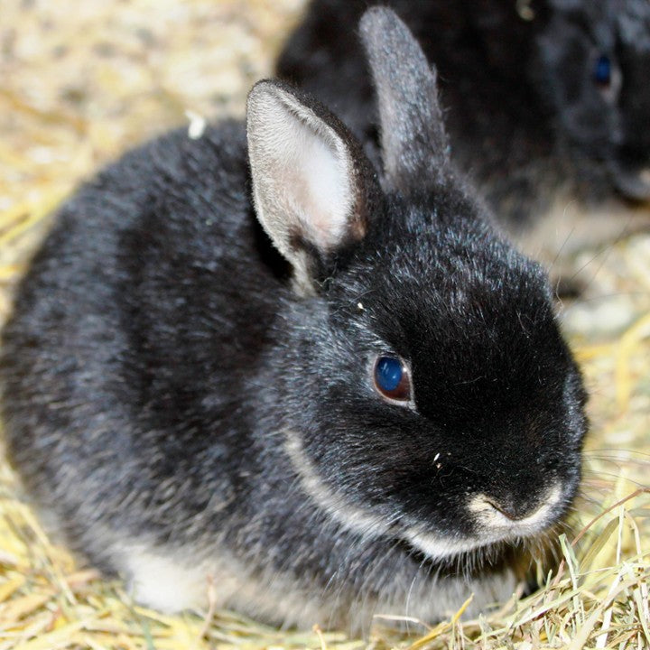 Kaninchen und Nagetiere