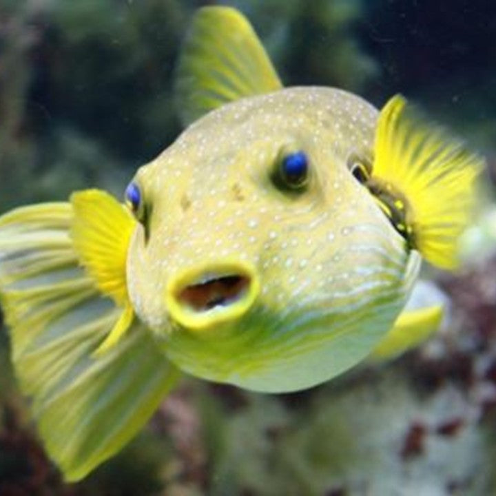 Fische